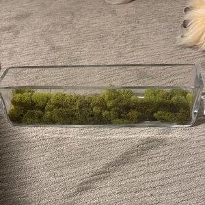 Crate&Barrel Rectangular Glass Planter with Green Moss